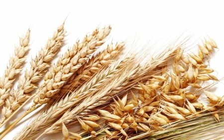 Овес это зерновая культура