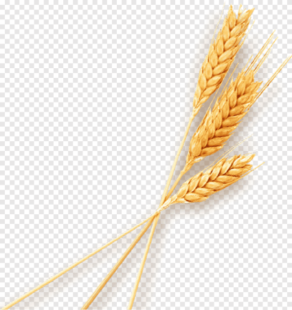 Пшеница вектор (49 фото)