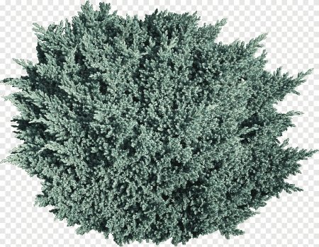 Ягоды можжевельника (Juniperus communis)