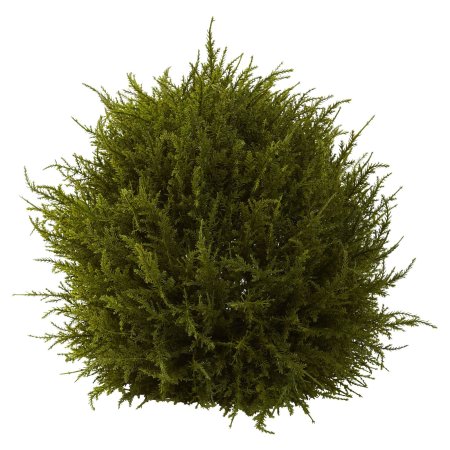 Savin Juniper ( Juniperus Sabina )