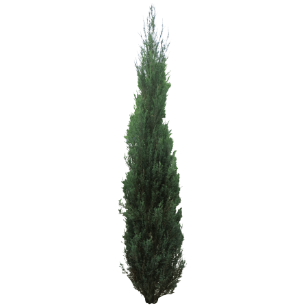 Можжевельник скальный Блю Эрроу PNG