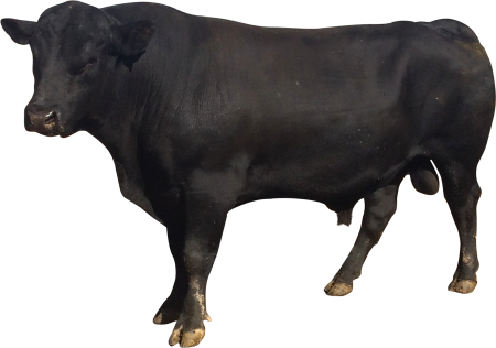 Корова на прозрачном фоне