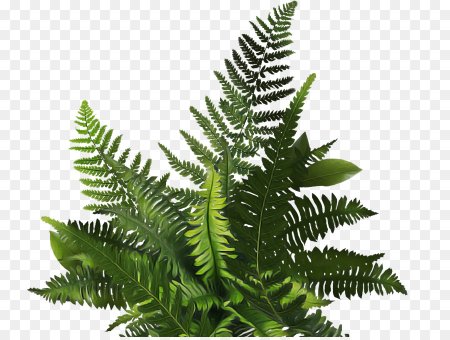 Папоротник транспарент