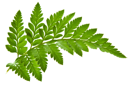 Папоротник Мекодиум