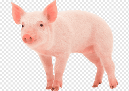 Домашние животные свинья