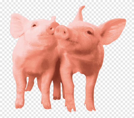 Морда свиньи