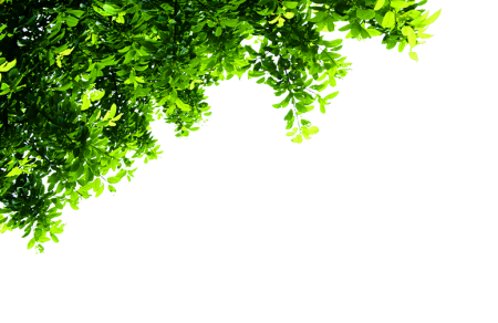 Зелень для фотошопа