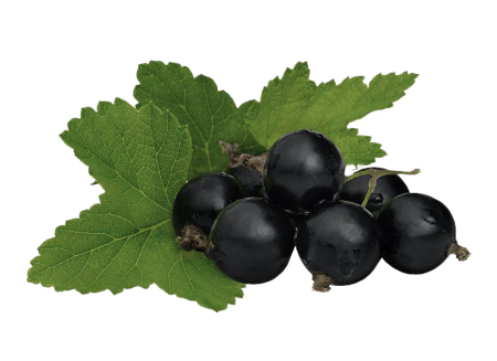 Black Currant черная смородина