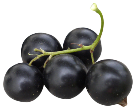 Black Currant черная смородина