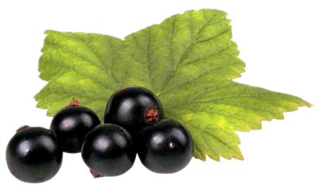 Black Currant виноград