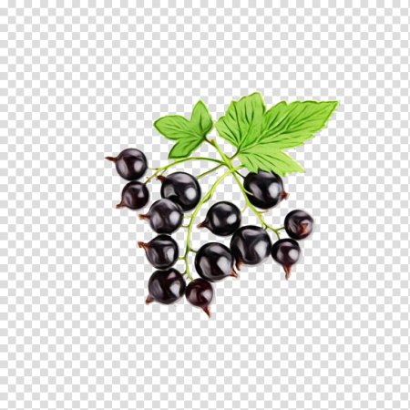 Смородина черная красная белая
