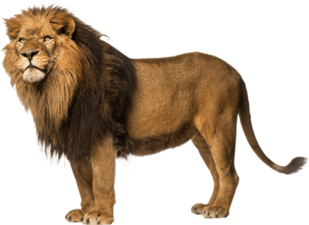 Лев на прозрачном фоне