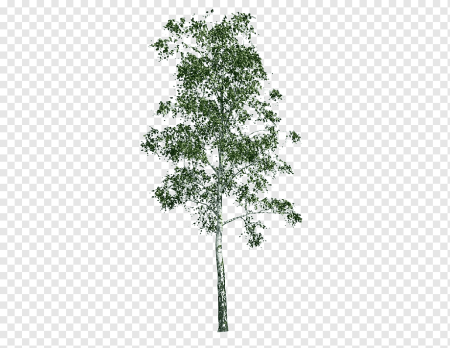 White Birch (белая береза)