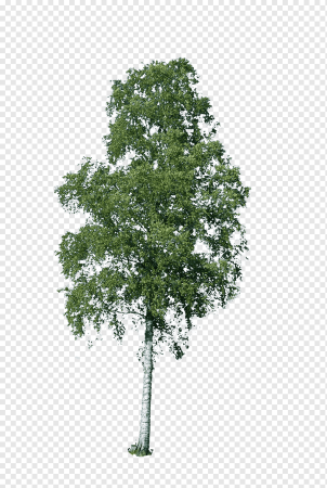 Betula Silver Birch