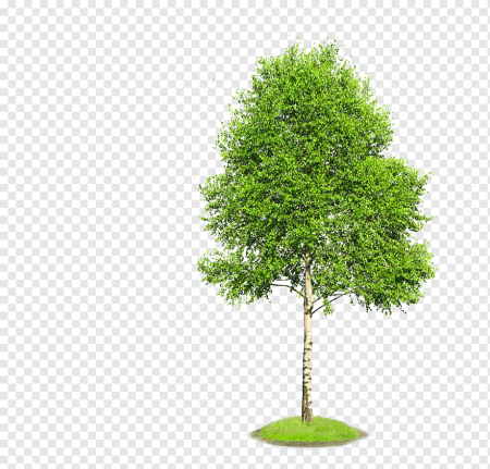 SPEEDTREE береза