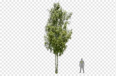Береза для детей