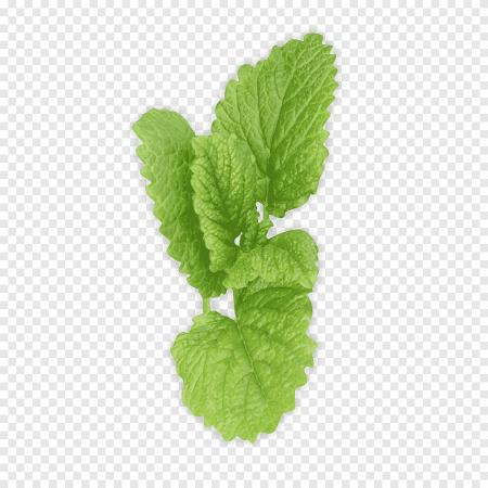 Mentha piperita (Peppermint) Leaf extract