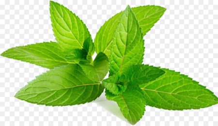 Мята перечная Lemon Mint