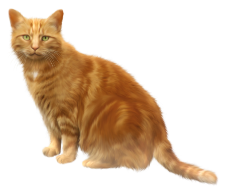 Кот на белом фоне