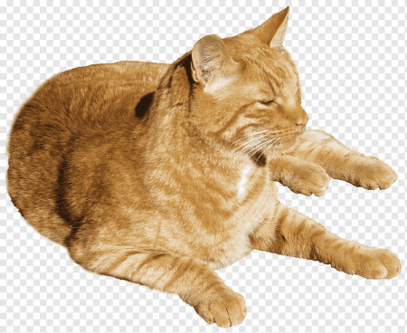 Рыжий котёнок