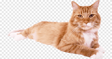 Кошка на прозрачном фоне