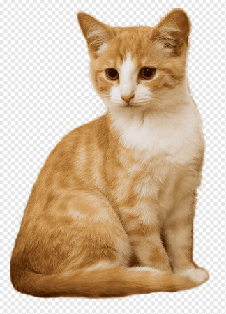Рыжий кот на белом фоне