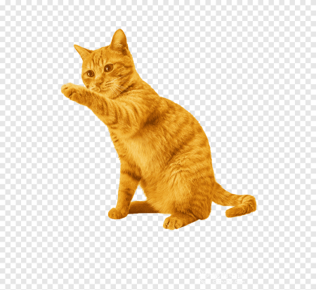 Рыжий котенок на белом фоне