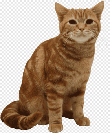 Рыжий котенок на белом фоне