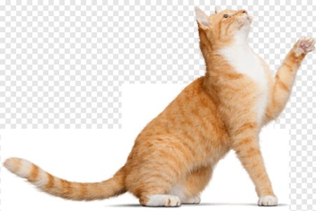Котенок лежит