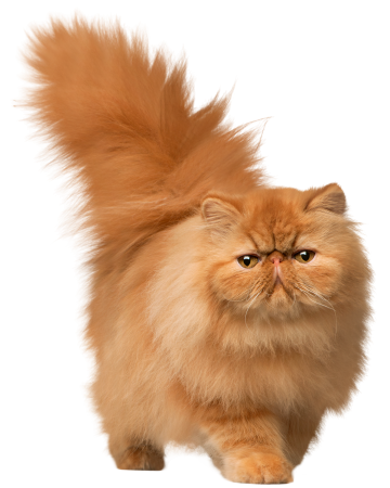 Рыжий кот арт коты Воители