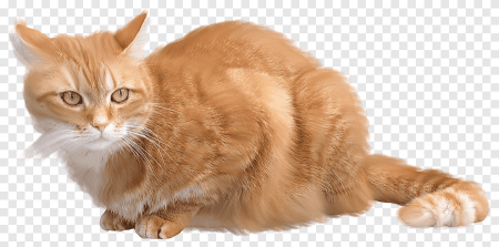 Рыжий кот на белом фоне