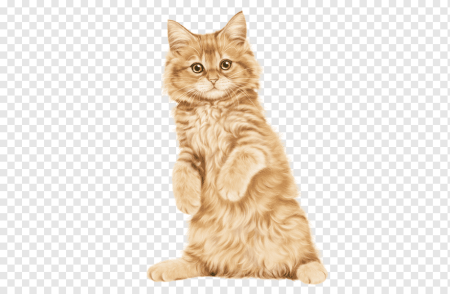 Рыжий пушистый котик на белом фоне