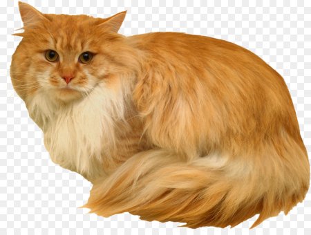 Рыжая кошка на белом фоне