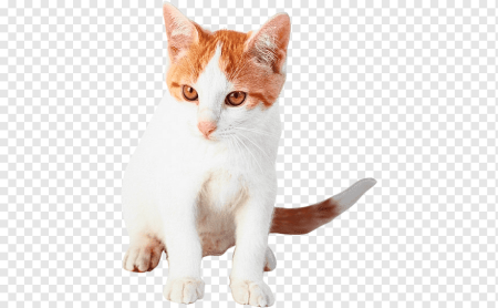Рыжий котёнок