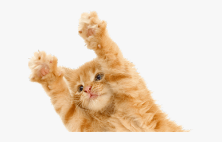 Котенок на белом фоне