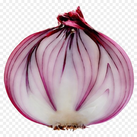Лук репчатый на белом фоне