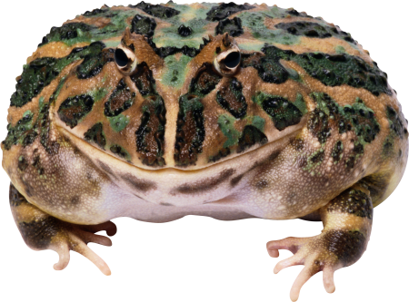 Лягушка Ycoo