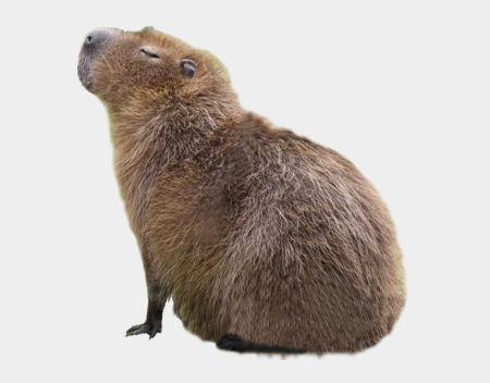 Капибара и Бобр