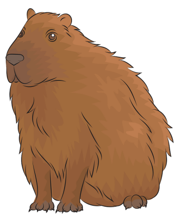 Капибара на белом фоне