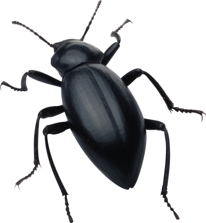 Black Bug Жук