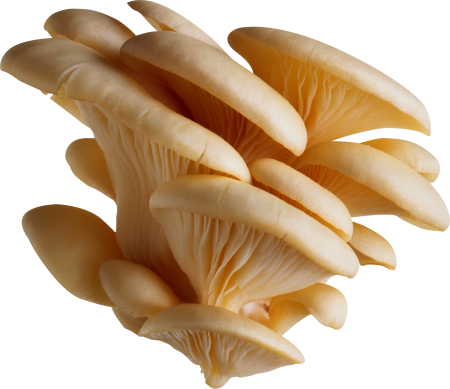 Pleurotus populinus