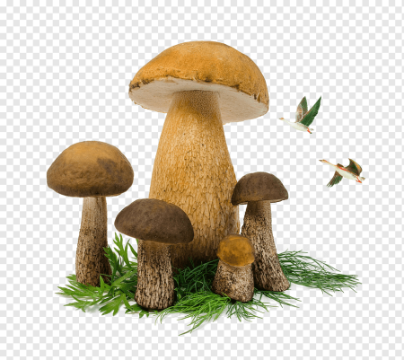 Грибы на прозрачном фоне