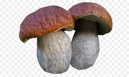 Грибок Боровик
