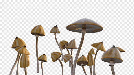 Psilocybe Cubensis Orissa