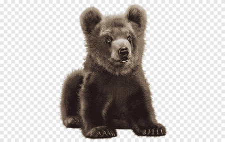 Тедди Беар