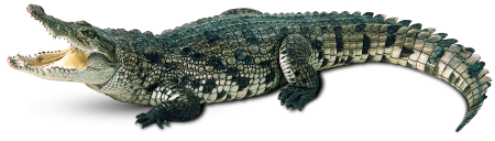 Крокодил вектор (50 фото)