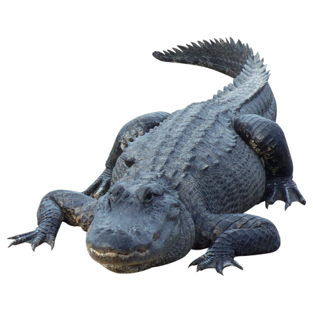 Аллигатор на белом фоне