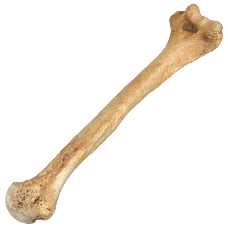 Humerus Bone