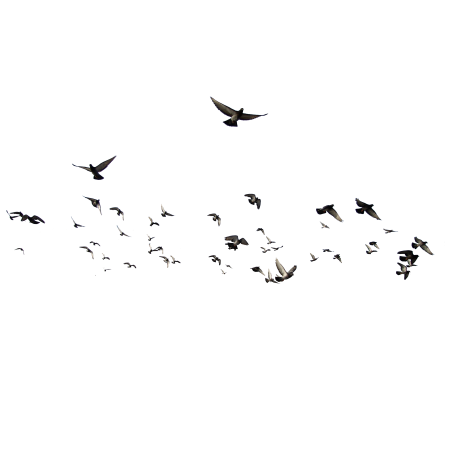 Птицы фото на прозрачном фоне