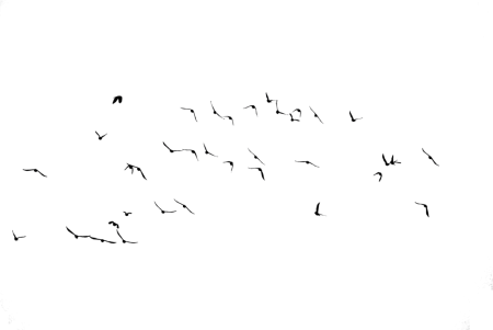 Стая птиц на прозрачном фоне